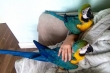 2 years male and female macaw parrots for sale for new year companion